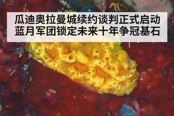 瓜迪奥拉曼城续约谈判正式启动蓝月军团锁定未来十年争冠基石